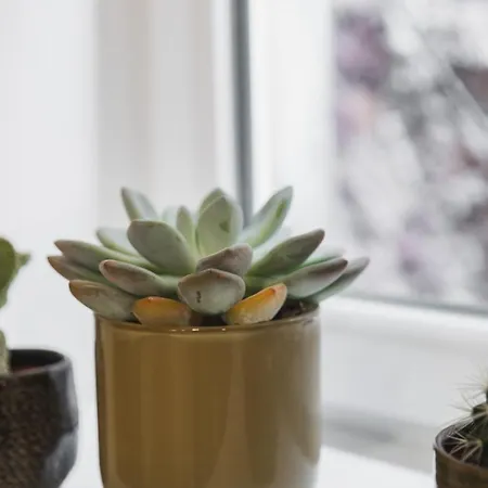 Hissla Le Schlupf & La Perle *