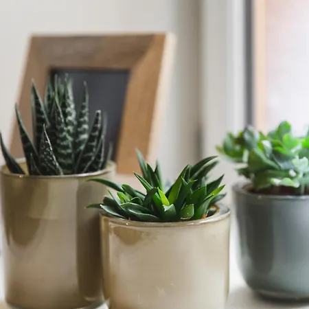 Hissla Le Schlupf & La Perle Riquewihr